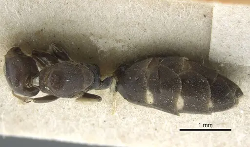 Tapinoma albomaculatum specimen