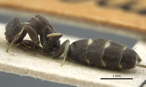 Tapinoma albomaculatum specimen