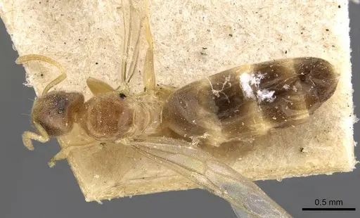 Tapinoma andamanense specimen