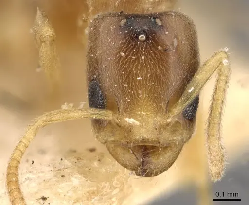 Tapinoma andamanense specimen