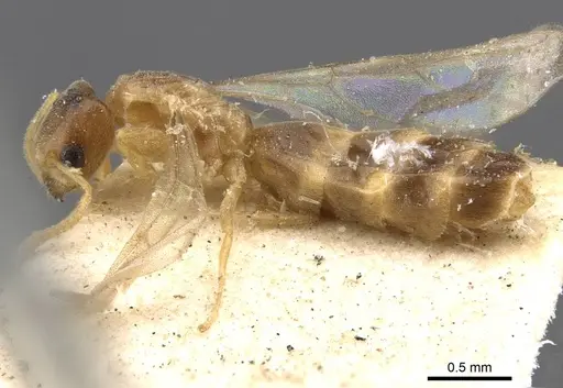 Tapinoma andamanense specimen