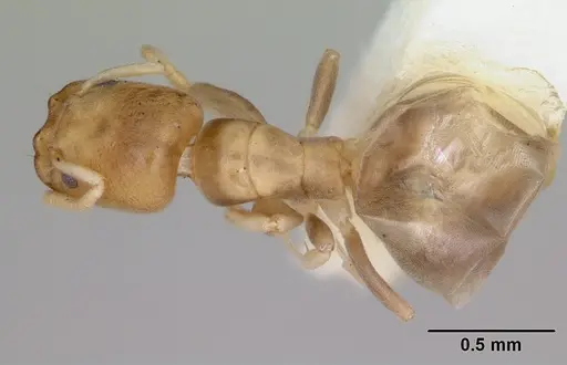 Tapinoma annandalei specimen