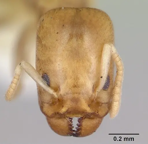 Tapinoma annandalei specimen