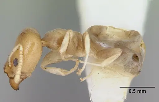 Tapinoma annandalei specimen