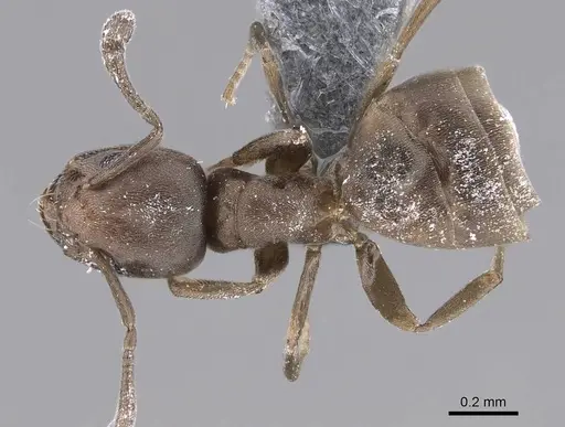 Tapinoma arnoldi specimen