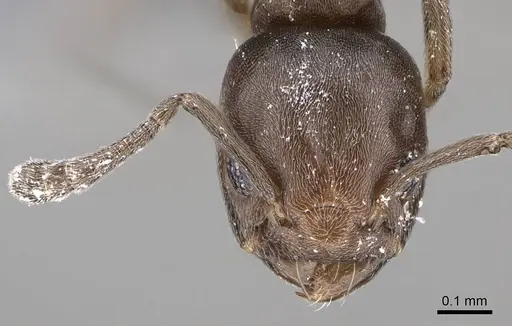 Tapinoma arnoldi specimen