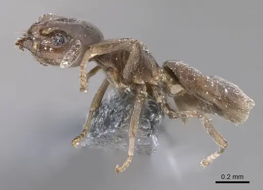 Tapinoma arnoldi specimen