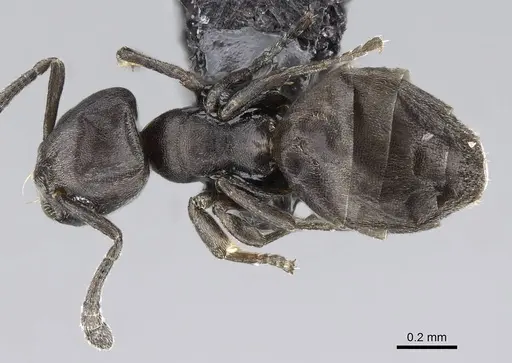 Tapinoma arnoldi - CASENT0822200