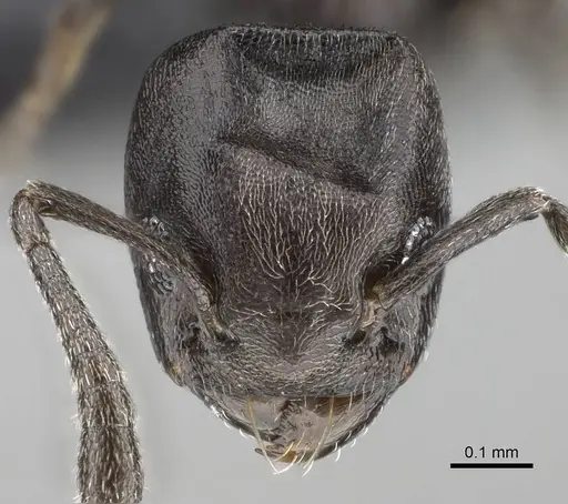 Tapinoma arnoldi - CASENT0822200