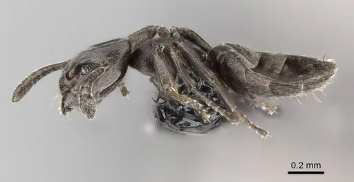 Tapinoma arnoldi - CASENT0822200