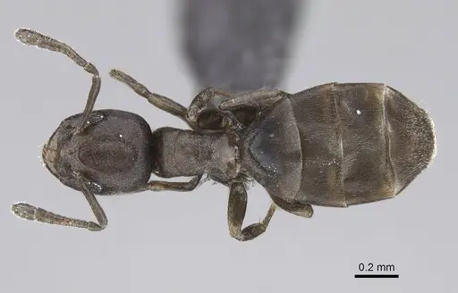 Tapinoma arnoldi - CASENT0822240