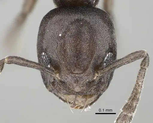 Tapinoma arnoldi - CASENT0822240