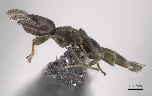 Tapinoma arnoldi - CASENT0822240