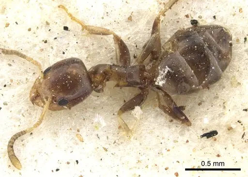 Tapinoma arnoldi - CASENT0903065