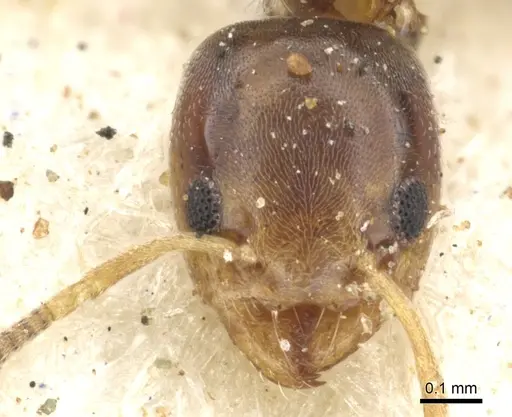 Tapinoma arnoldi - CASENT0903065