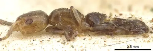 Tapinoma arnoldi - CASENT0903065