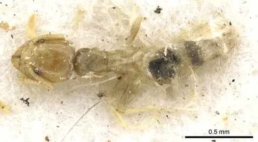 Tapinoma arnoldi - CASENT0903066