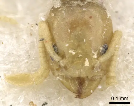 Tapinoma arnoldi - CASENT0903066