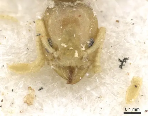 Tapinoma arnoldi - CASENT0903066