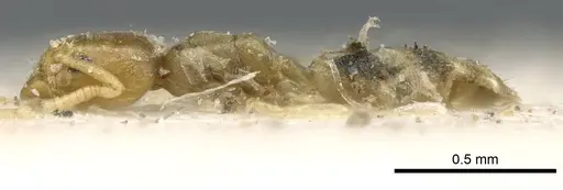 Tapinoma arnoldi - CASENT0903066