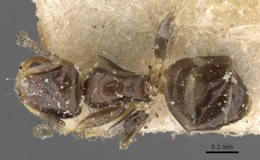 Tapinoma arnoldi - CASENT0909767