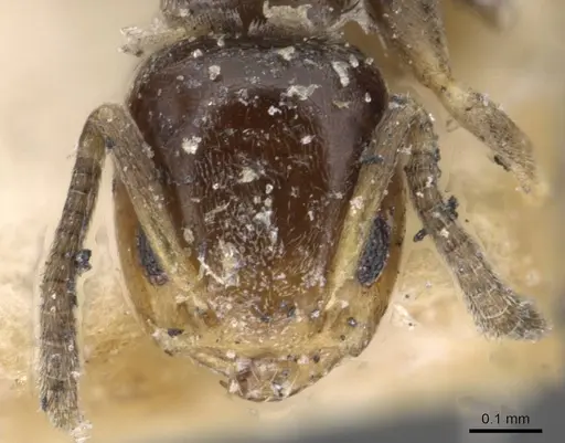 Tapinoma arnoldi - CASENT0909767