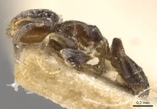 Tapinoma arnoldi - CASENT0909767