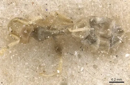 Tapinoma arnoldi - CASENT0911568