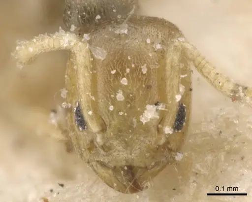 Tapinoma arnoldi - CASENT0911568