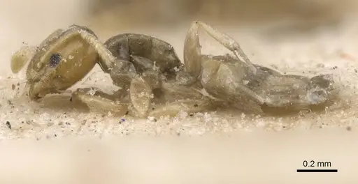 Tapinoma arnoldi - CASENT0911568