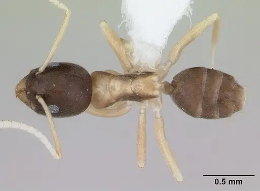 Tapinoma atriceps specimen
