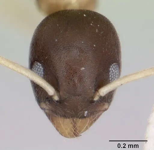 Tapinoma atriceps specimen