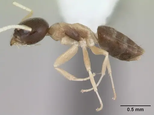 Tapinoma atriceps specimen