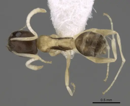 Tapinoma atriceps - CASENT0249759