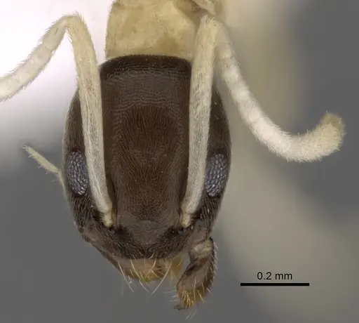 Tapinoma atriceps - CASENT0249759