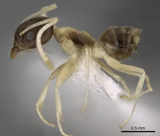 Tapinoma atriceps - CASENT0249759