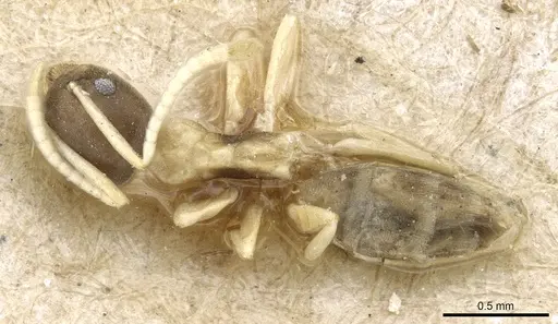 Tapinoma atriceps - CASENT0904029