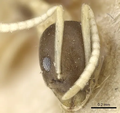 Tapinoma atriceps - CASENT0904029