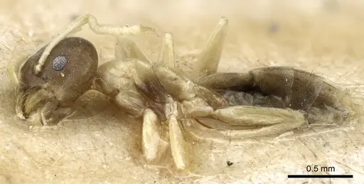 Tapinoma atriceps - CASENT0904029