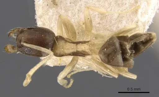 Tapinoma breviscapum specimen