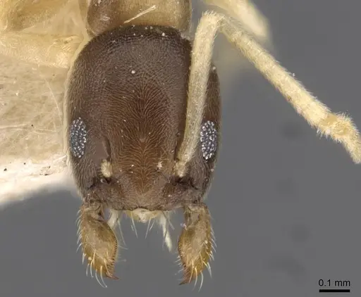 Tapinoma breviscapum specimen