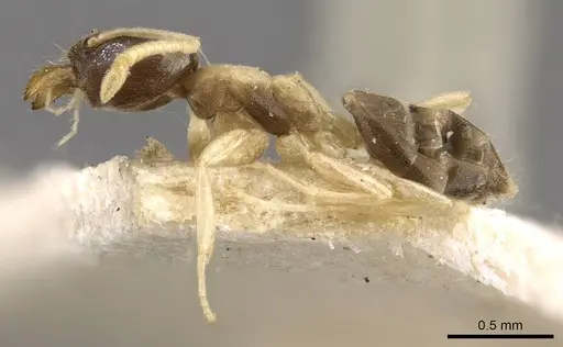 Tapinoma breviscapum specimen