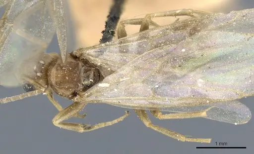 Tapinoma christophi specimen