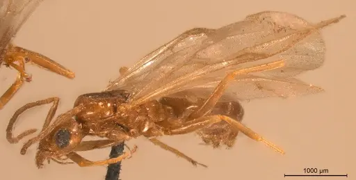 Tapinoma christophi specimen