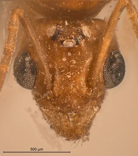 Tapinoma christophi specimen