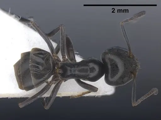 Tapinoma darioi specimen
