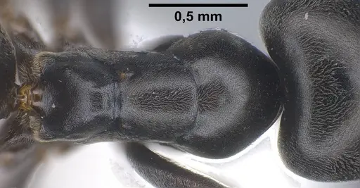 Tapinoma darioi specimen