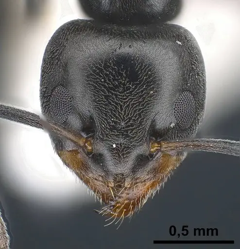 Tapinoma darioi specimen