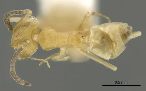 Tapinoma demissum specimen
