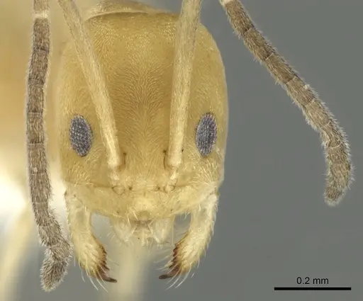 Tapinoma demissum specimen